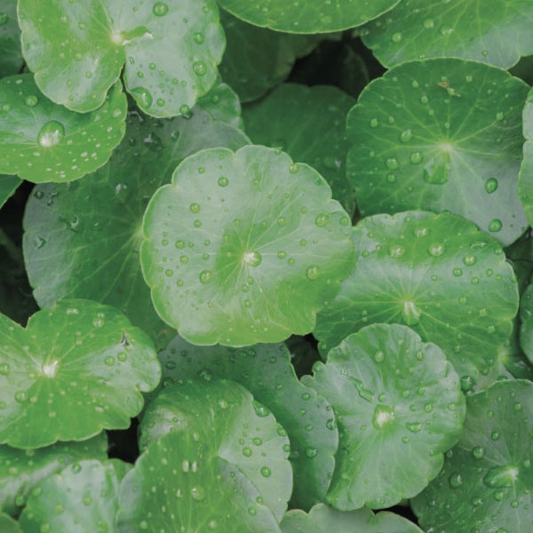 Centella Asiatica