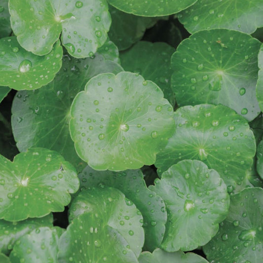 Centella Asiatica